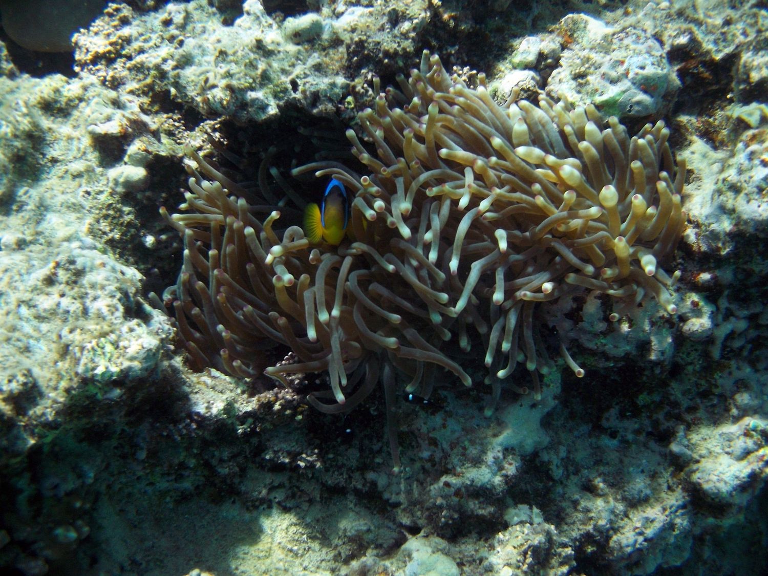 Ägypten "Makadi Bay" März 2012